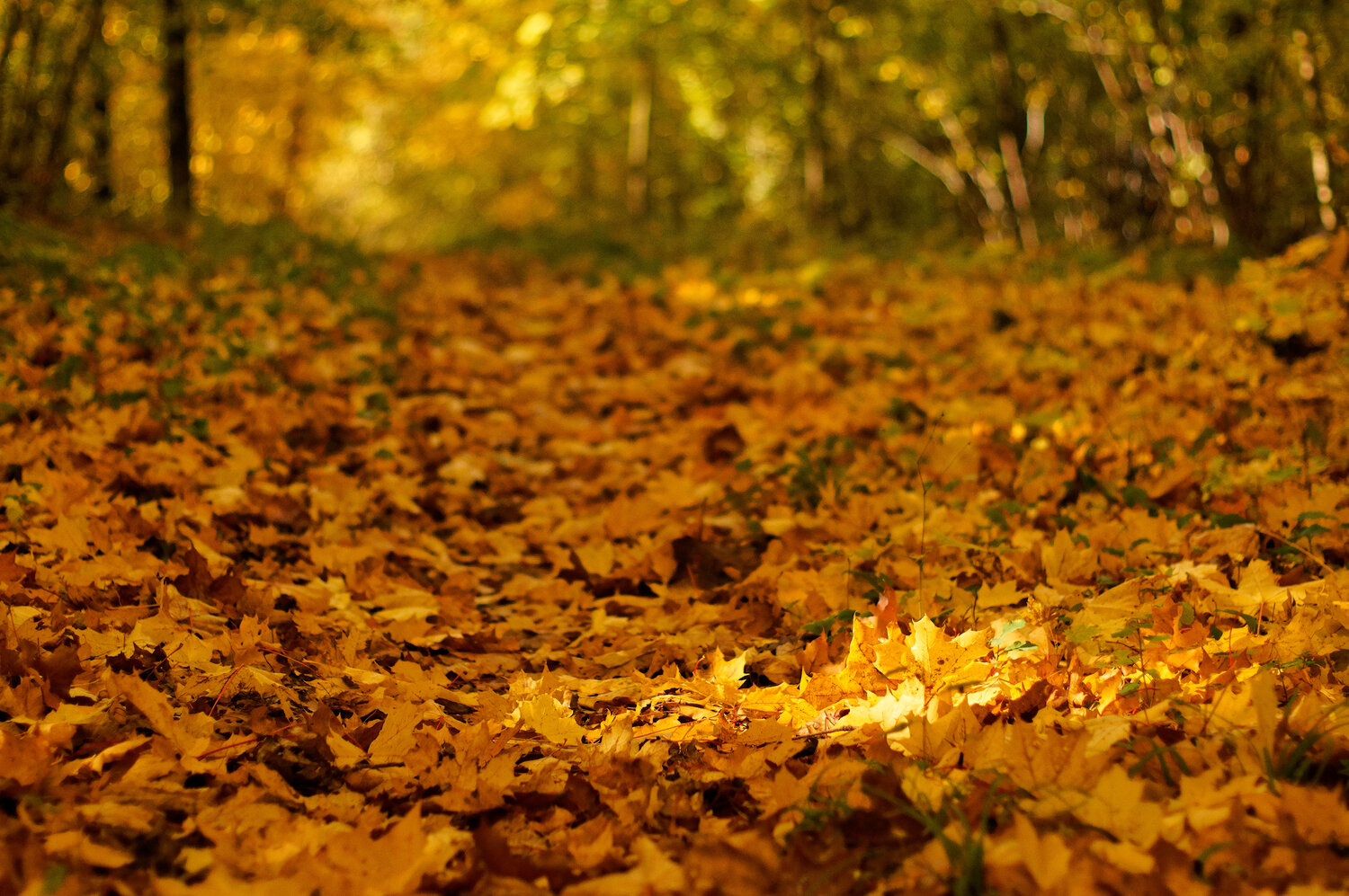 Photo #14126641