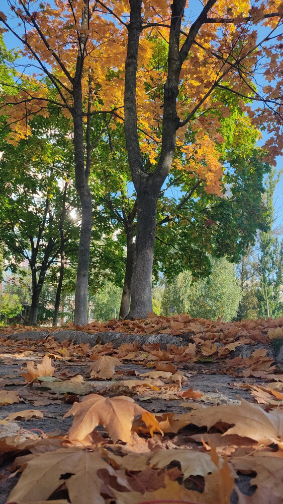Фотография автора Наталья Елисеева