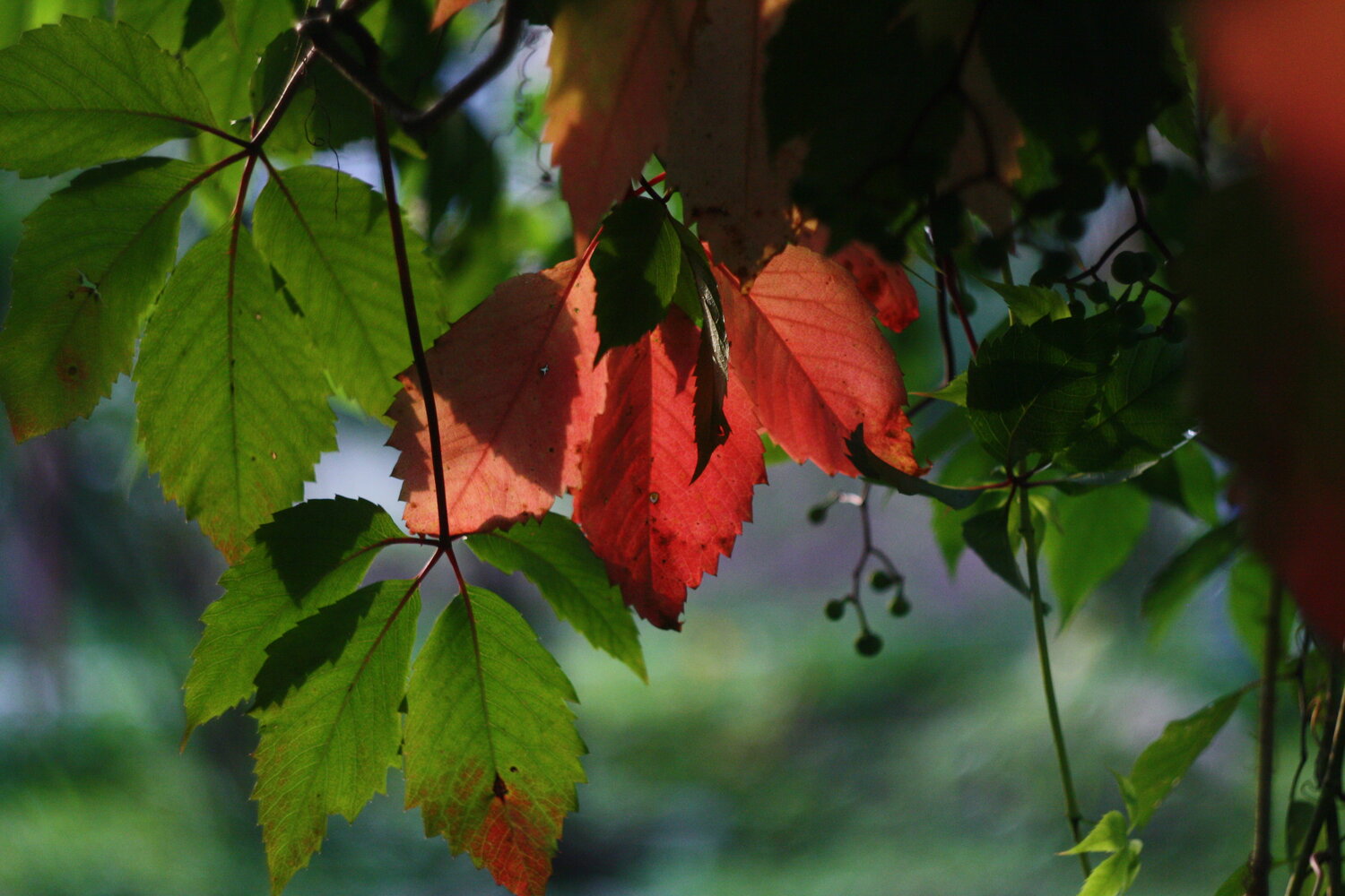 Photo #14127253