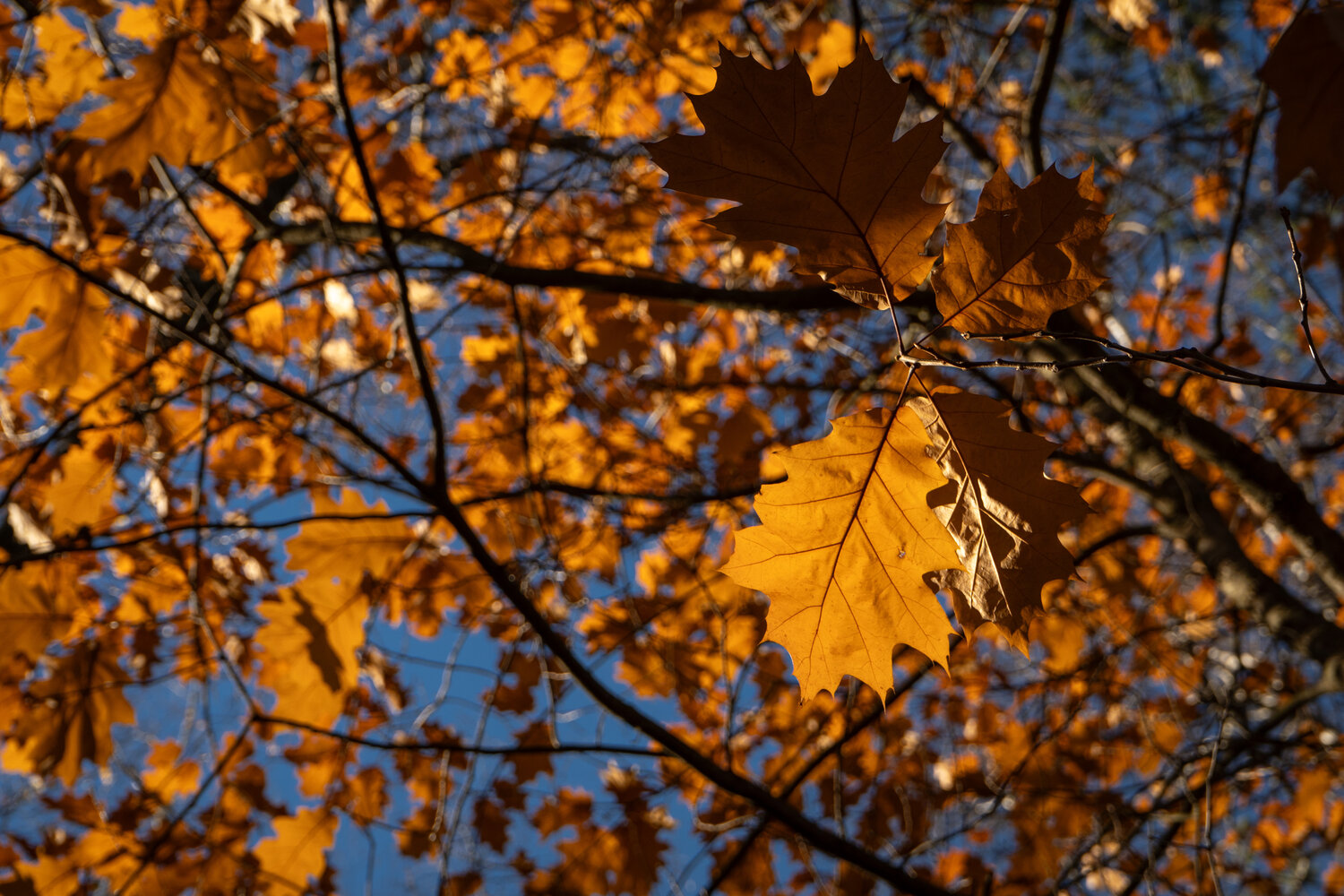 Photo #14127338