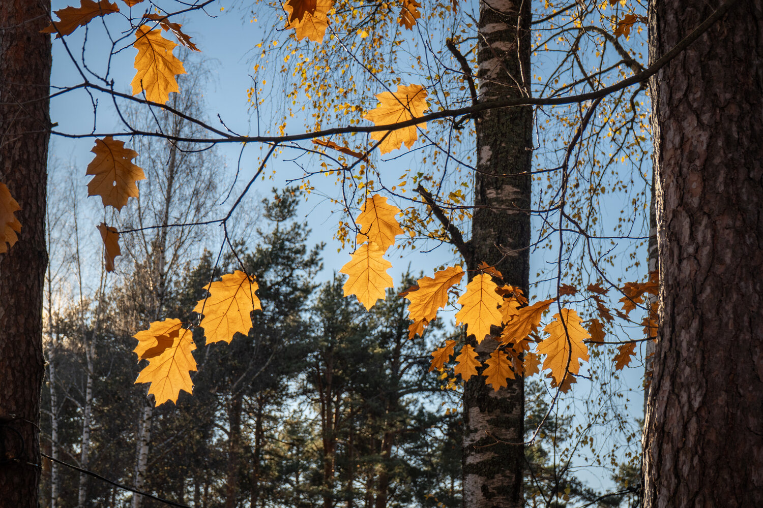 Photo #14127340