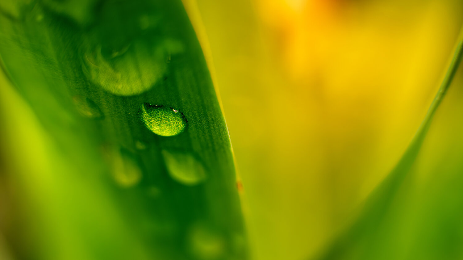 Emerald Dewdrop