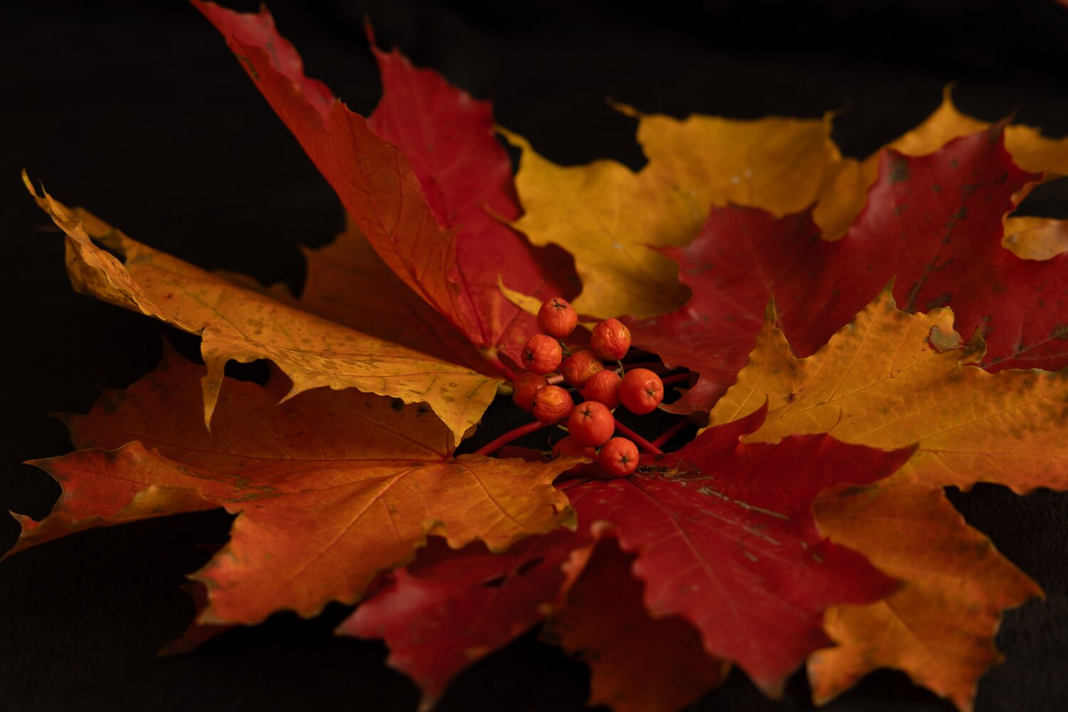 Photo #14127456