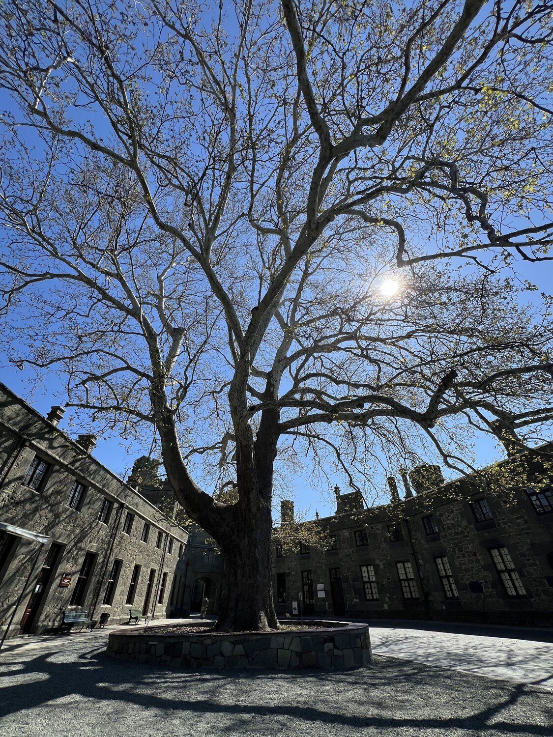 Под сенью платана / Under the Shade of the Plane Tree