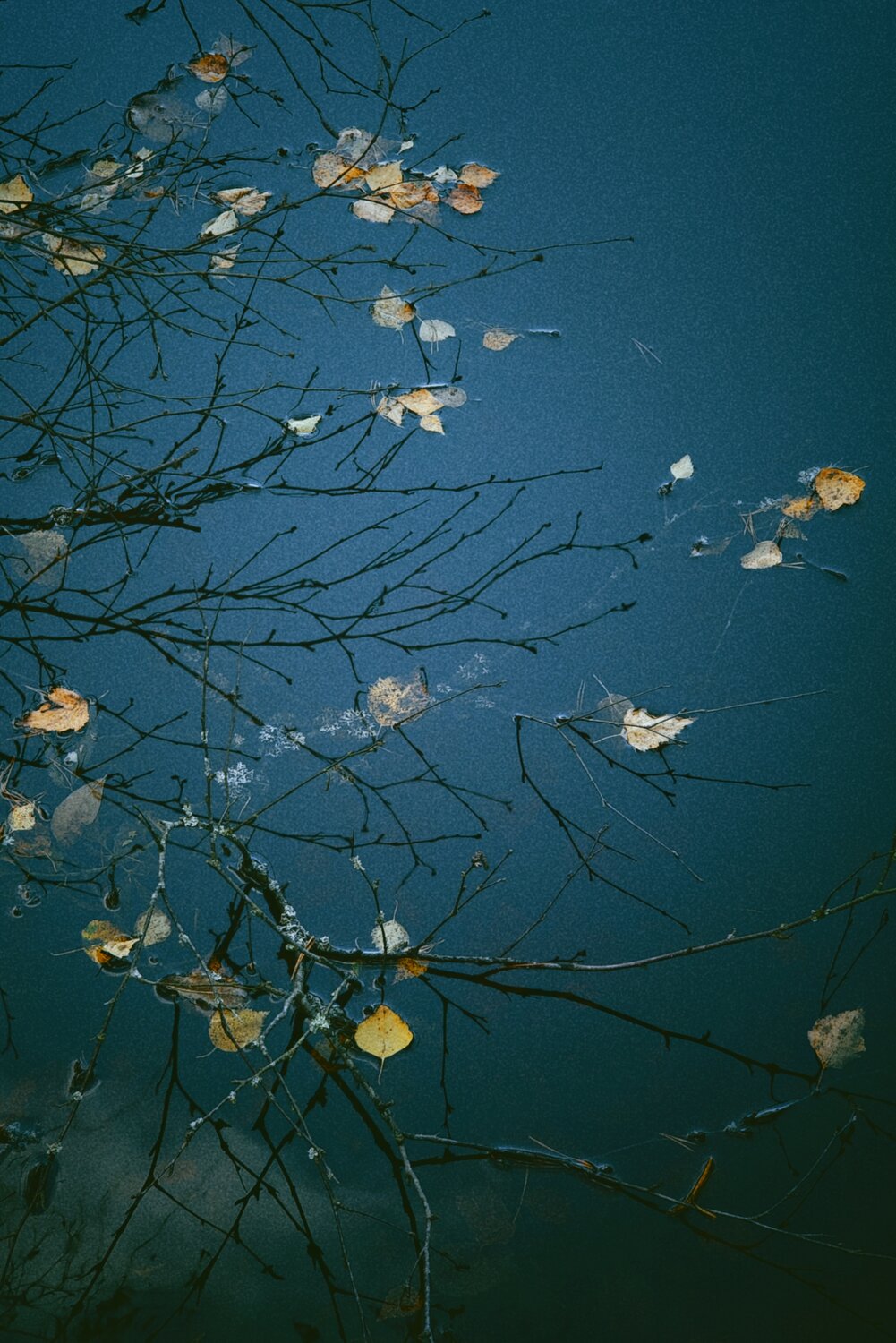 Photo #14127500