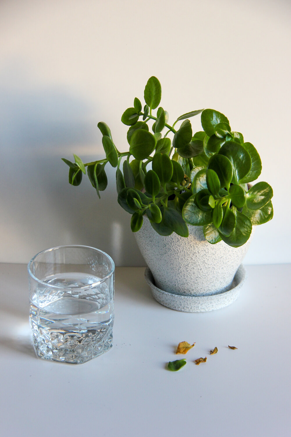 Photo #14127519
