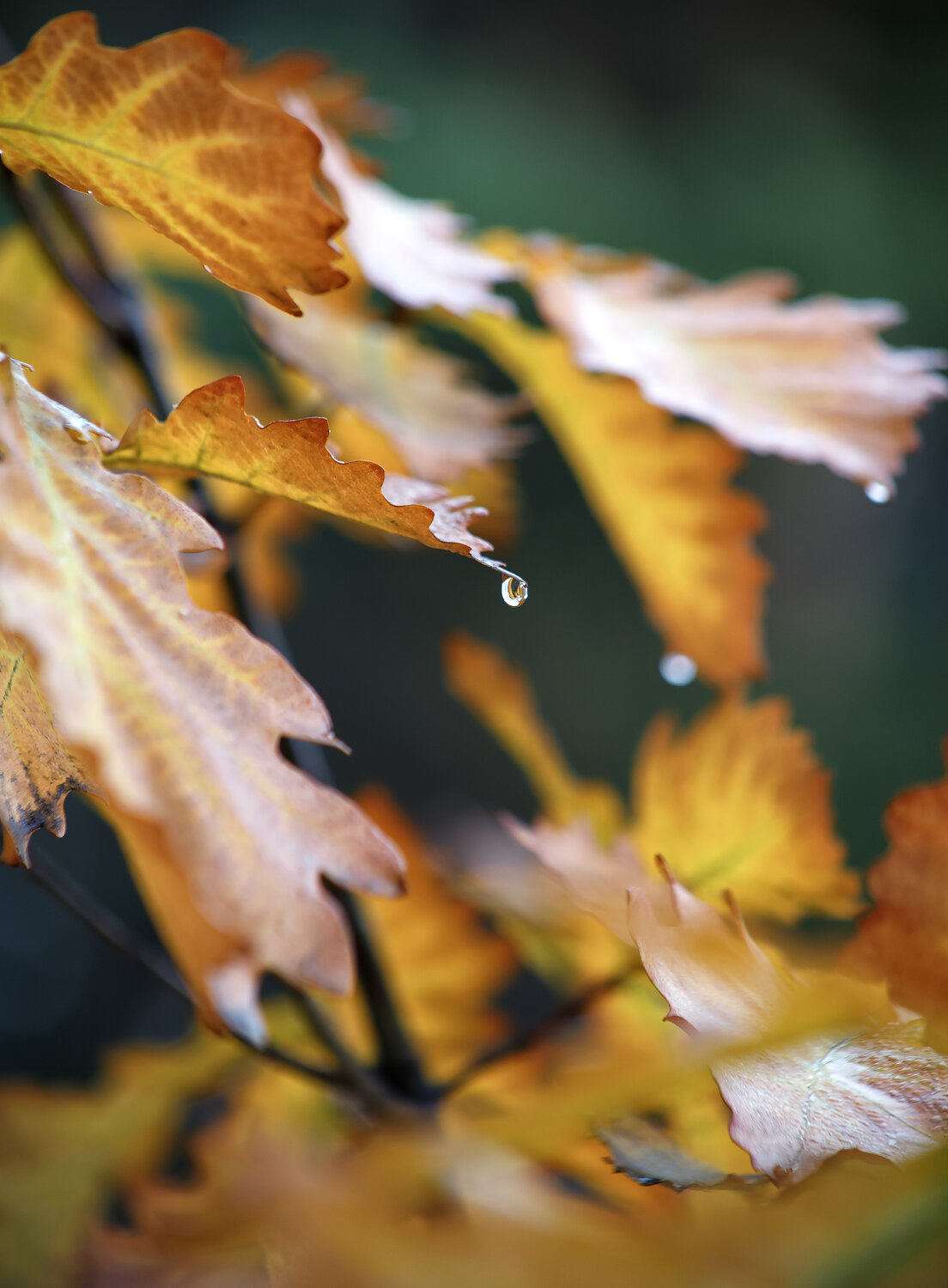 Photo #14127756