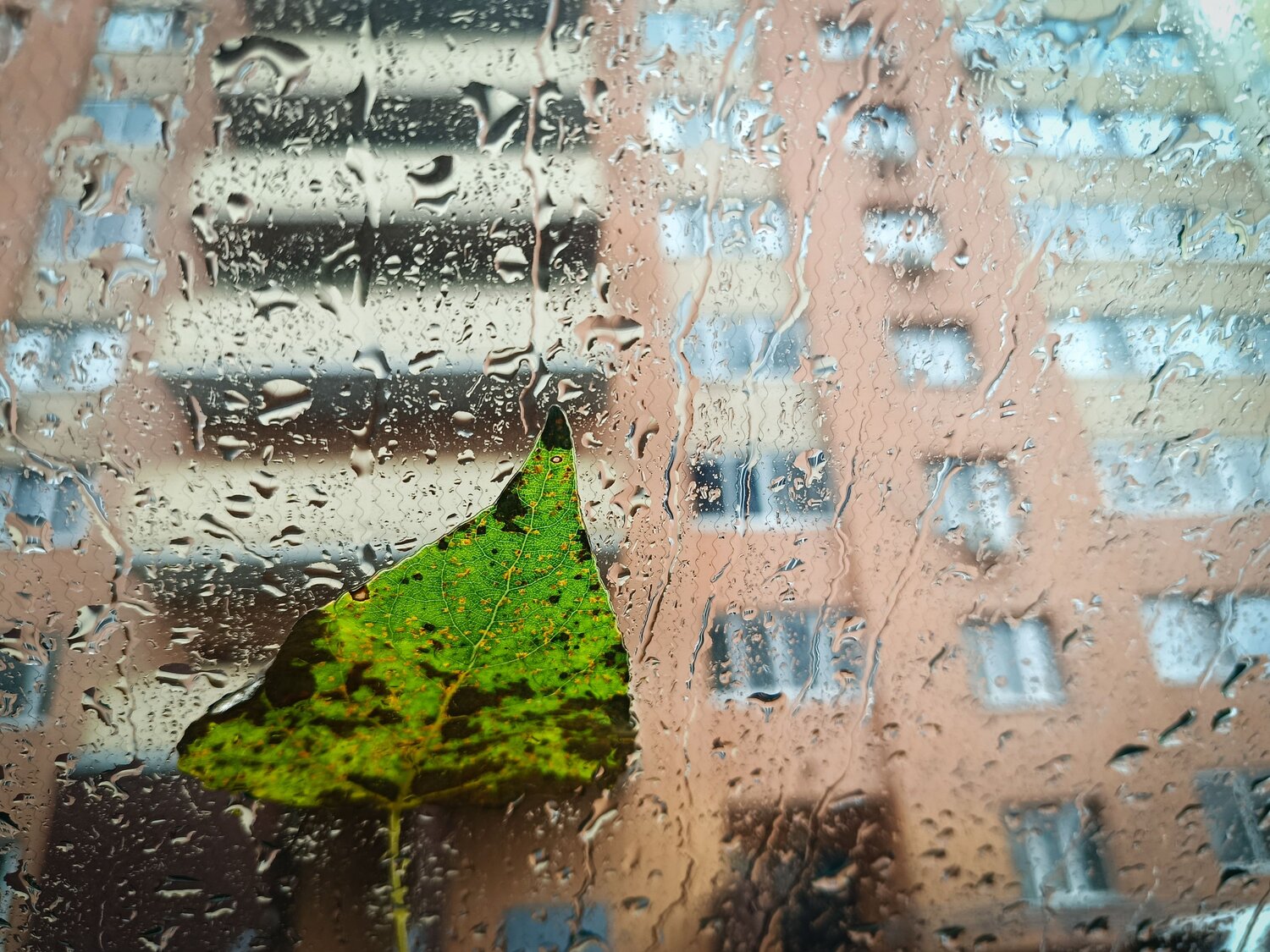 Photo #14127784