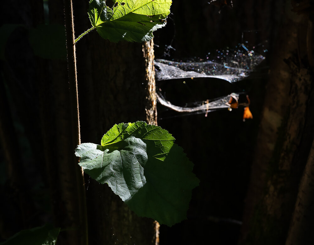 Photograph by Дмитрий Ткаченко