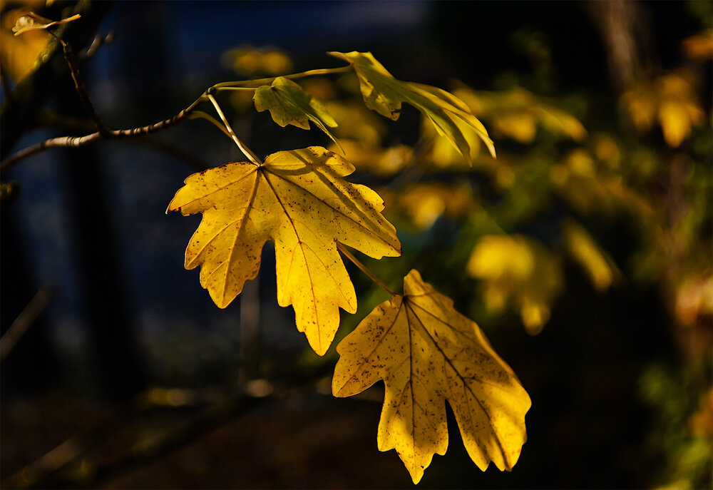 Photograph by Regīna Jurionas-Jurgāne
