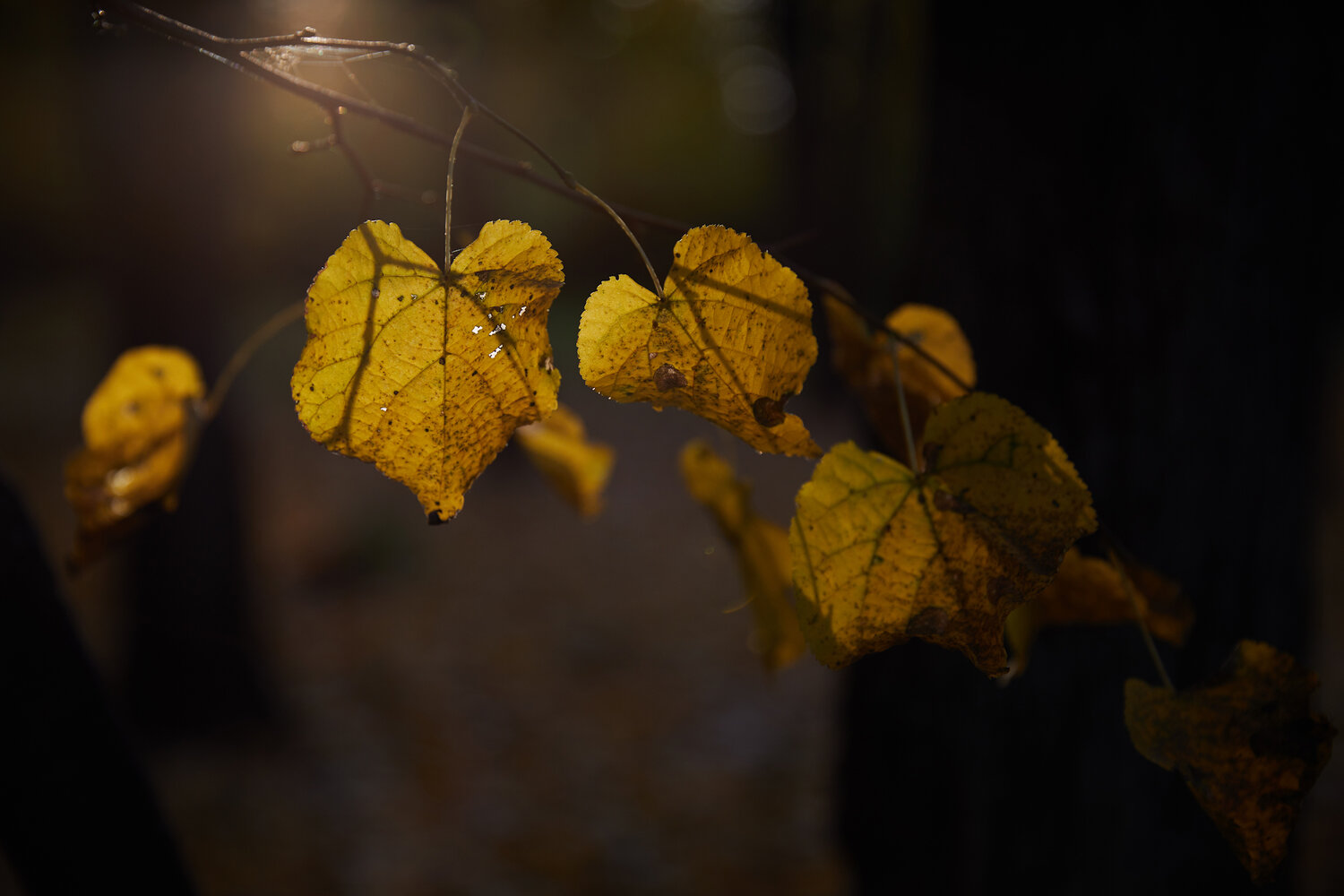 Photo #14127948