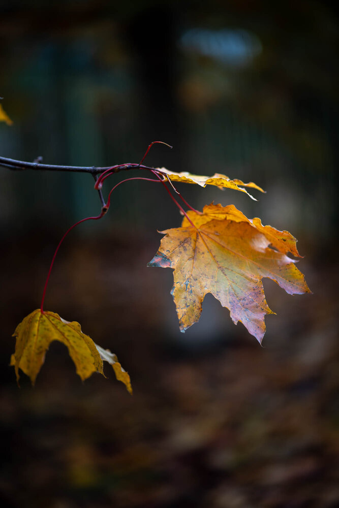 Photograph by Хуршудов Дмитрий