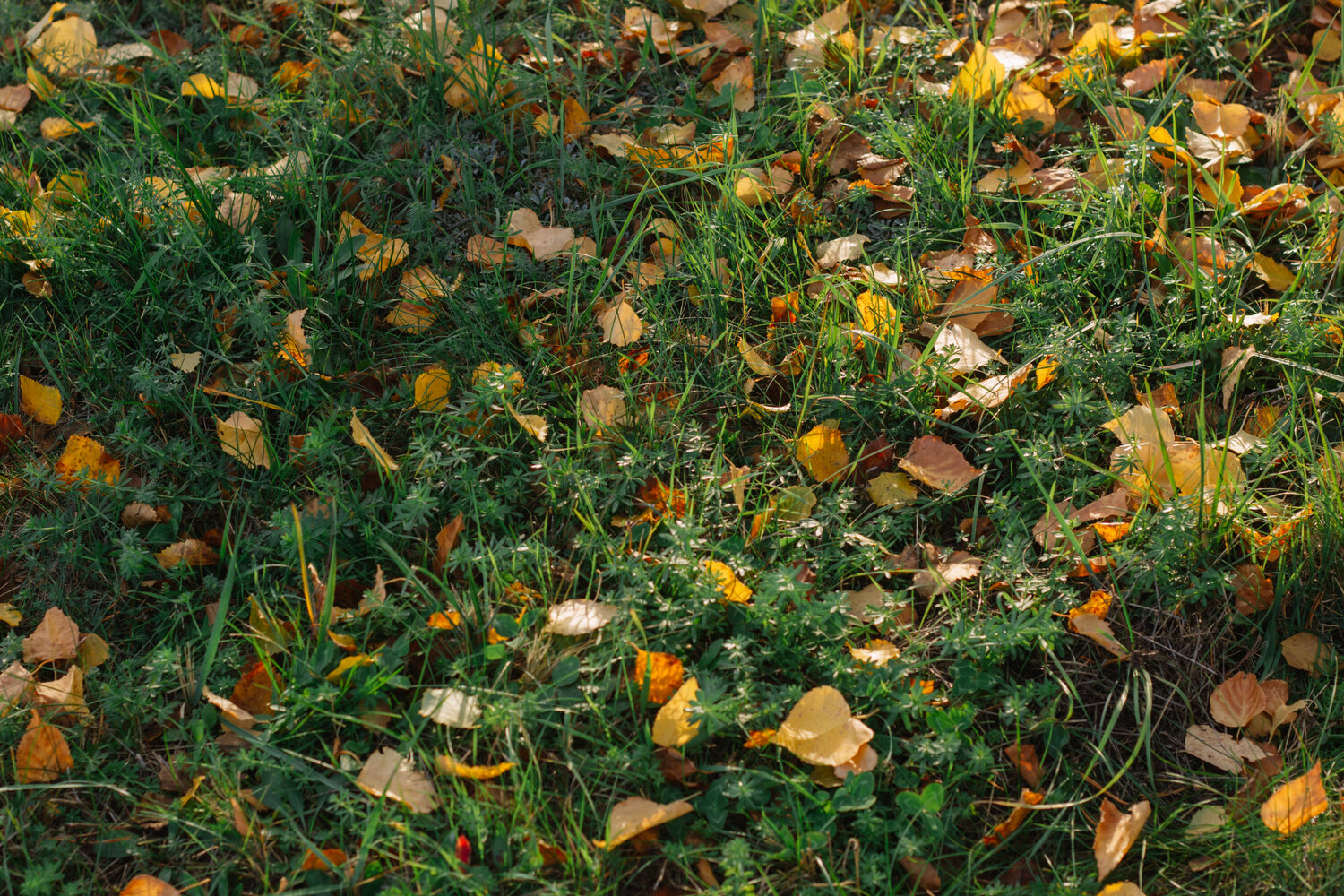 Photo #14128028