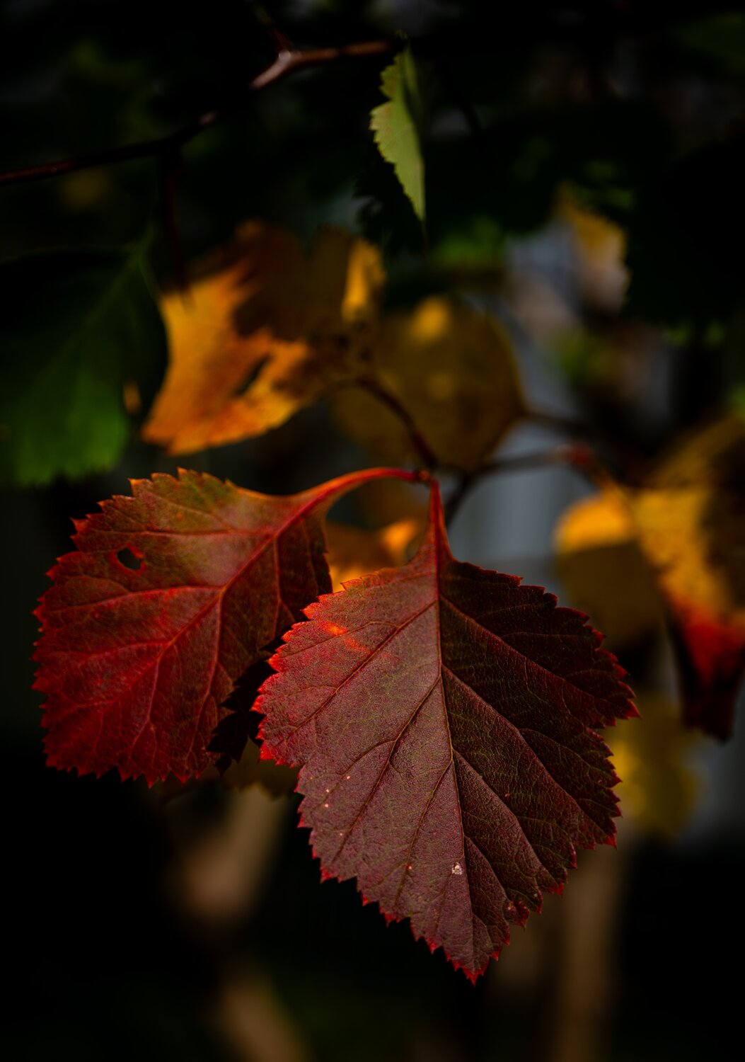 Photo #14128042