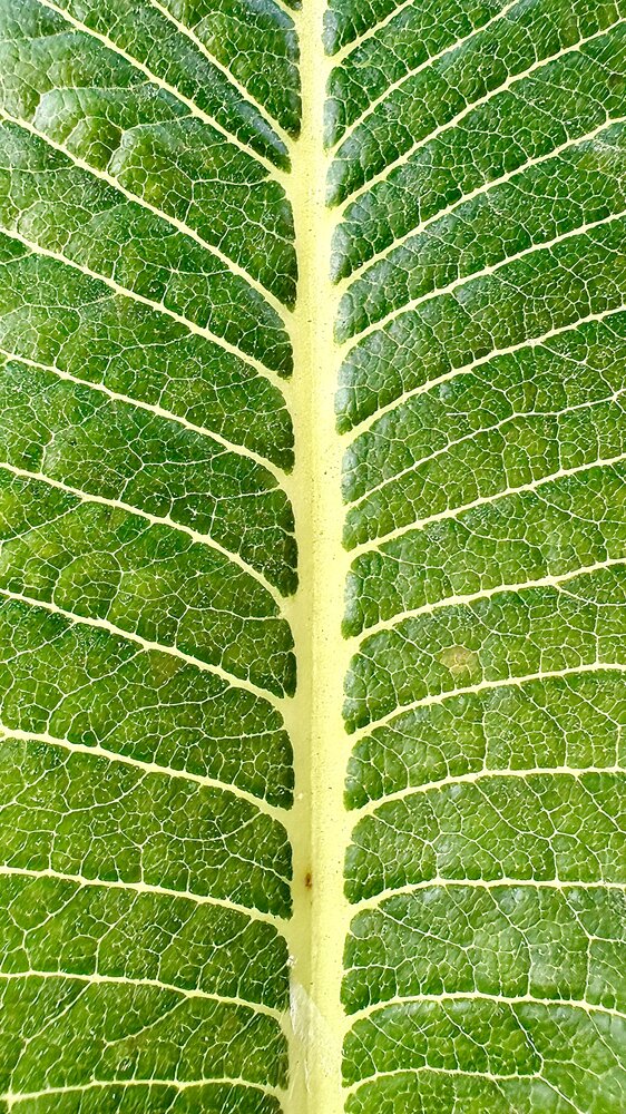 The Architecture of Green