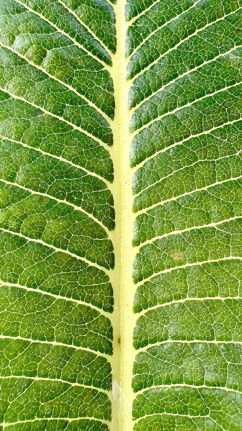 The Architecture of Green