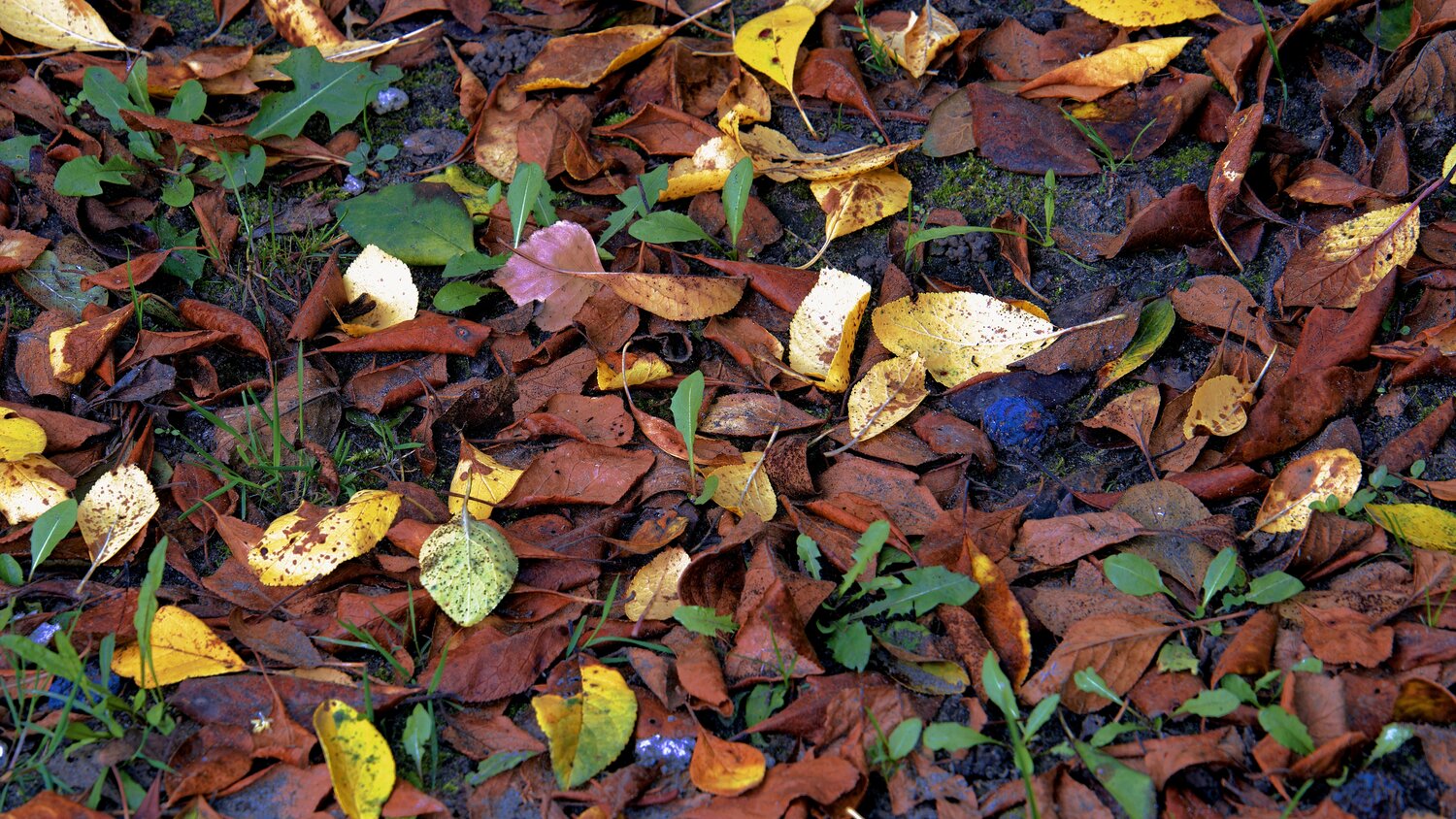 Photo #14128274