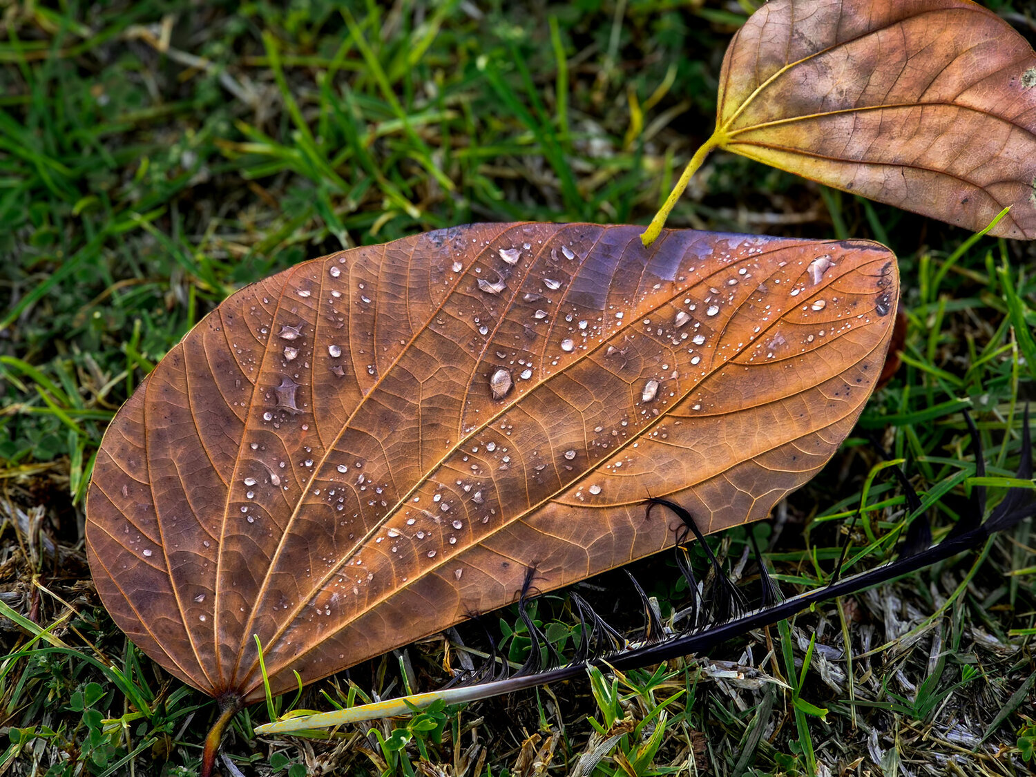 Последнее утро / The Last Morning
