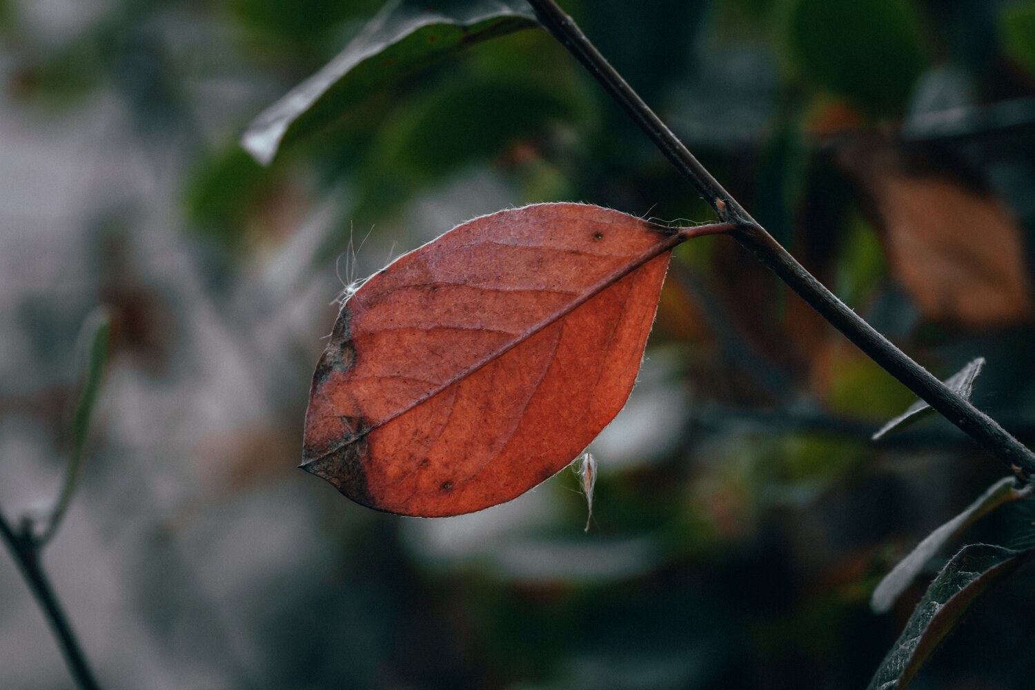Photo #14128505
