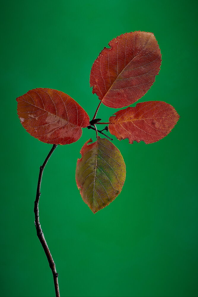 Photograph by Игорь Чеботарёв