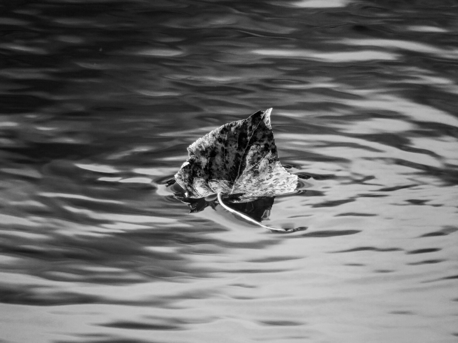 Photo #14128742