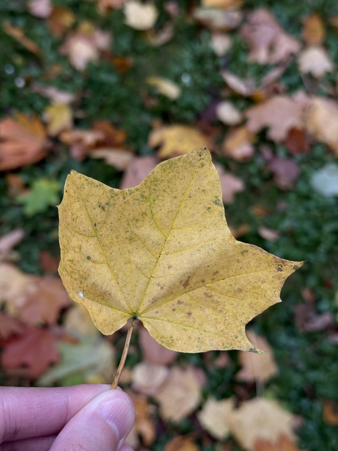 Photo #14128883