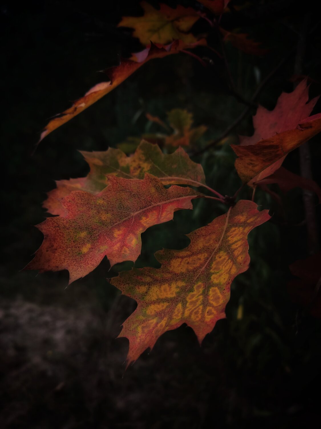 Photo #14128984