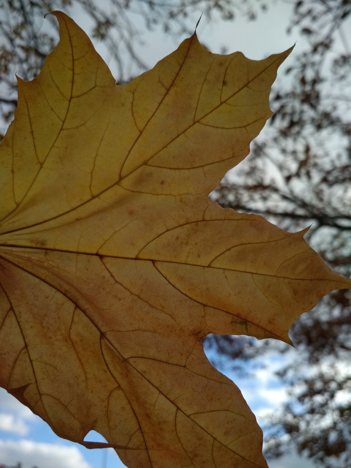 Photo #14129161