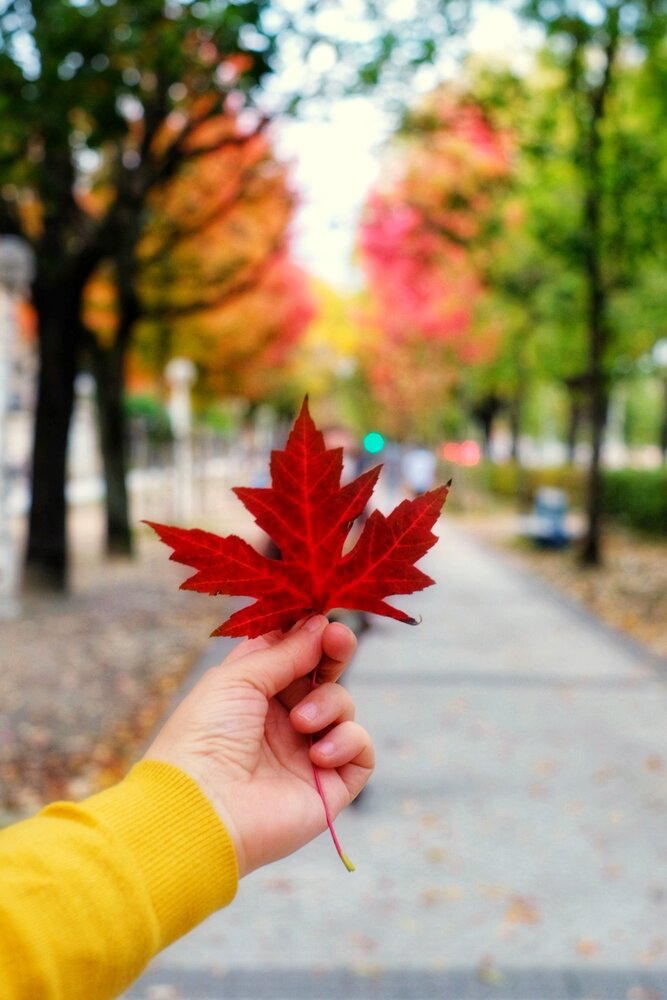 Red leaf