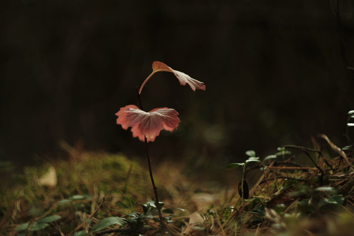 Photo #14129542