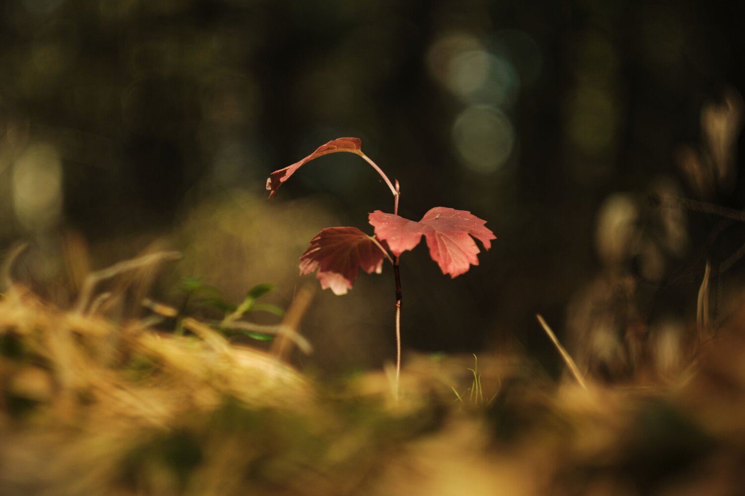 Photo #14129544