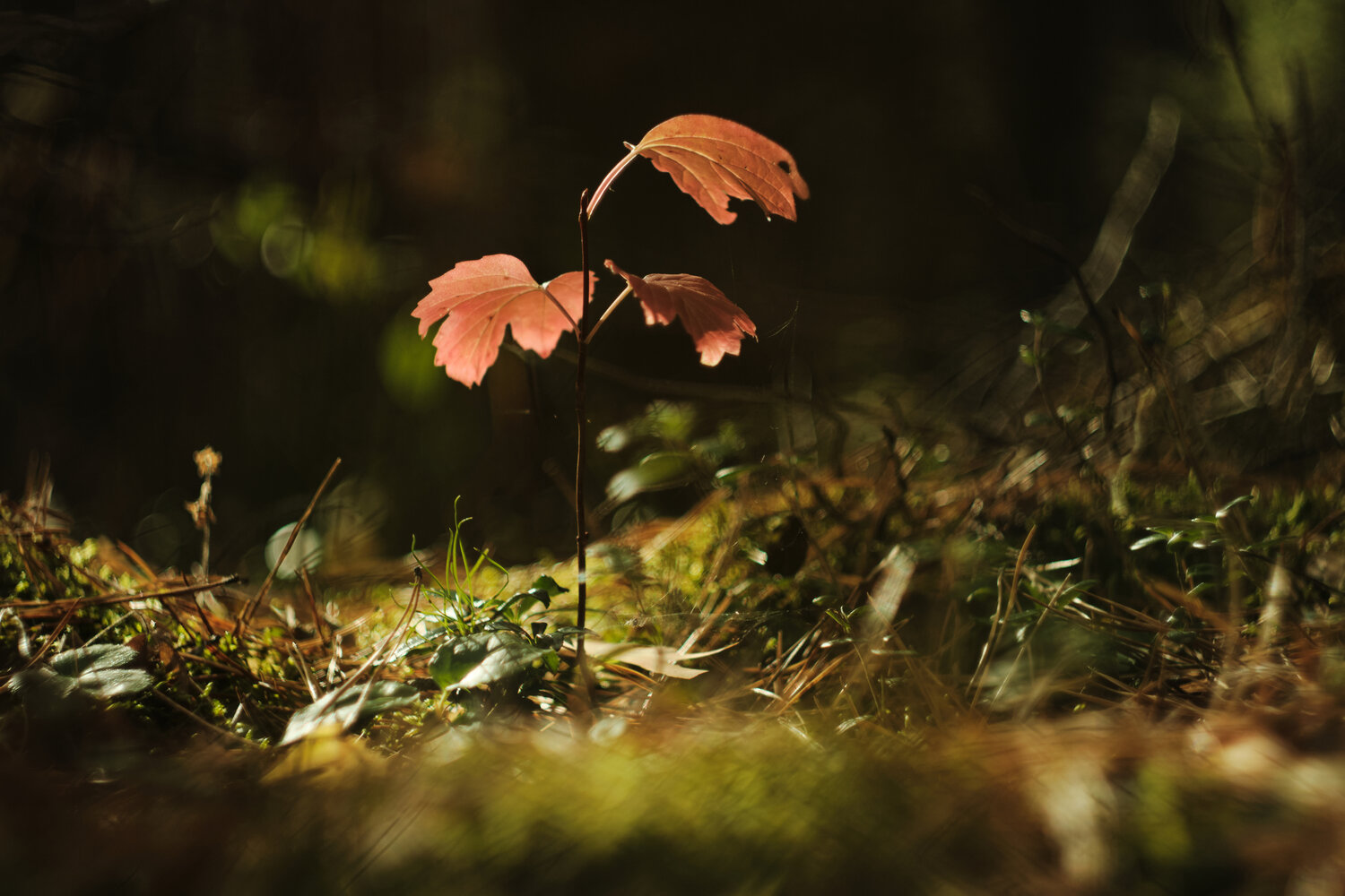 Photo #14129549