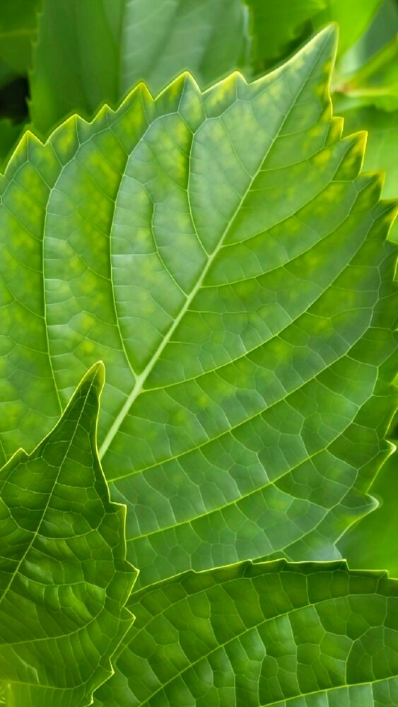 A Universe in Green