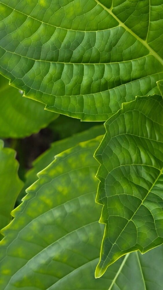Green Labyrinth