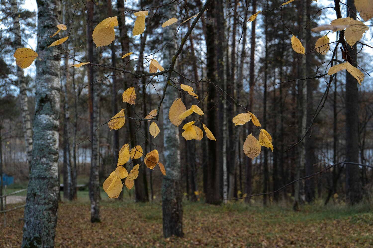 Photo #14129965