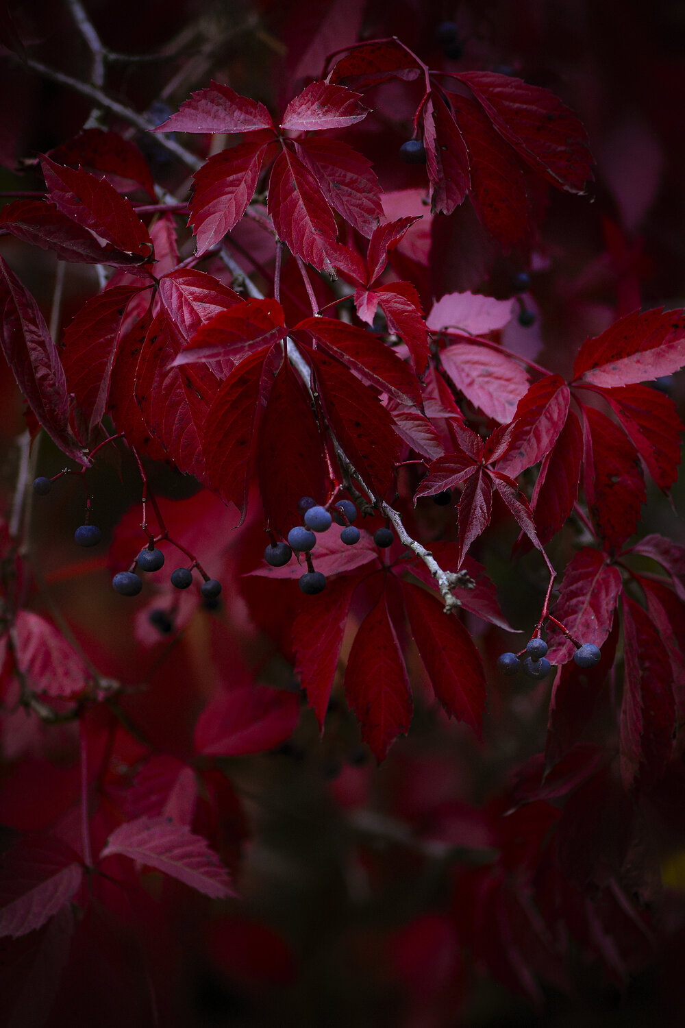 Photo #14130205