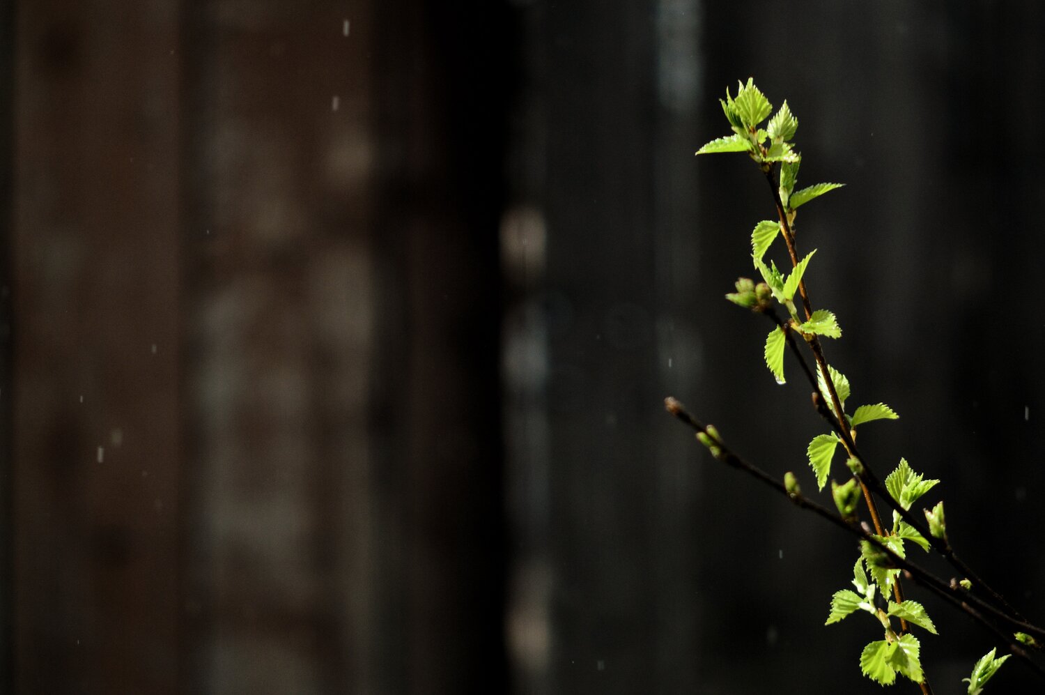 Photo #14130245