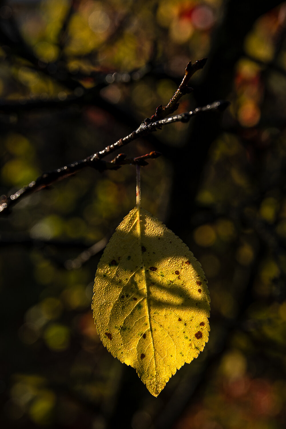 Photo #14130508