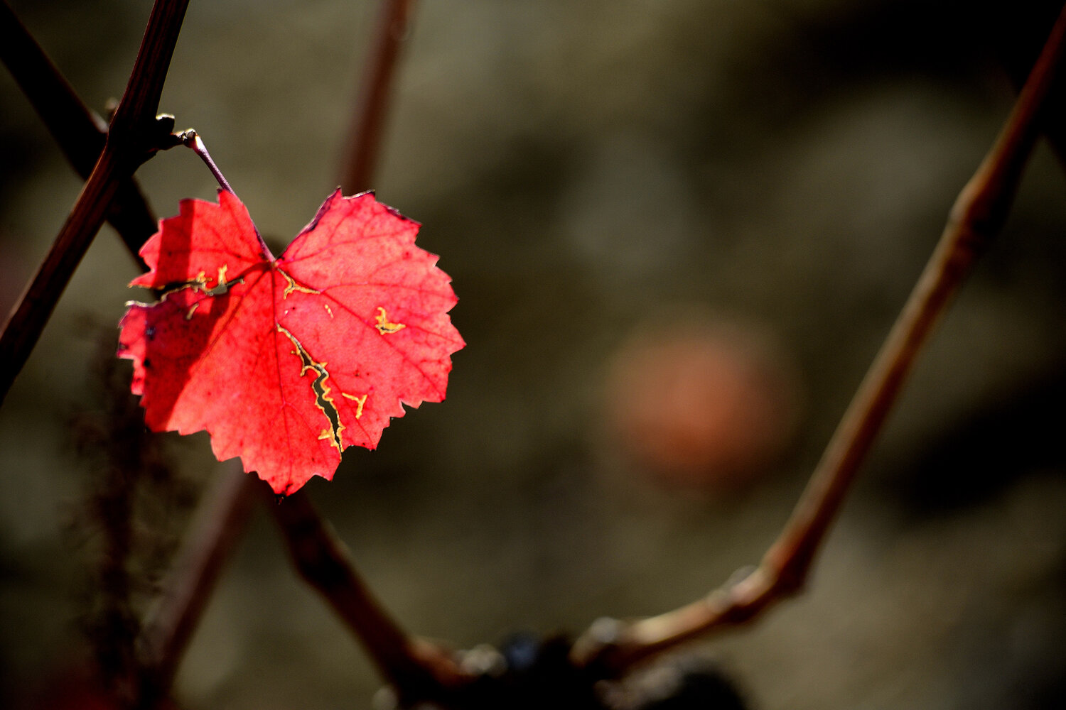 Photo #14130545