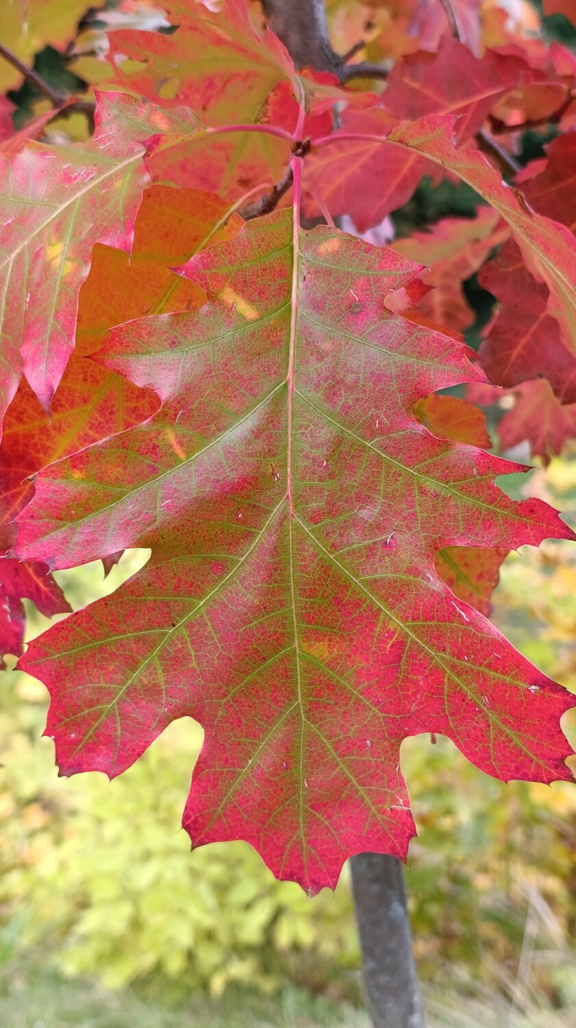 Photo #14130553