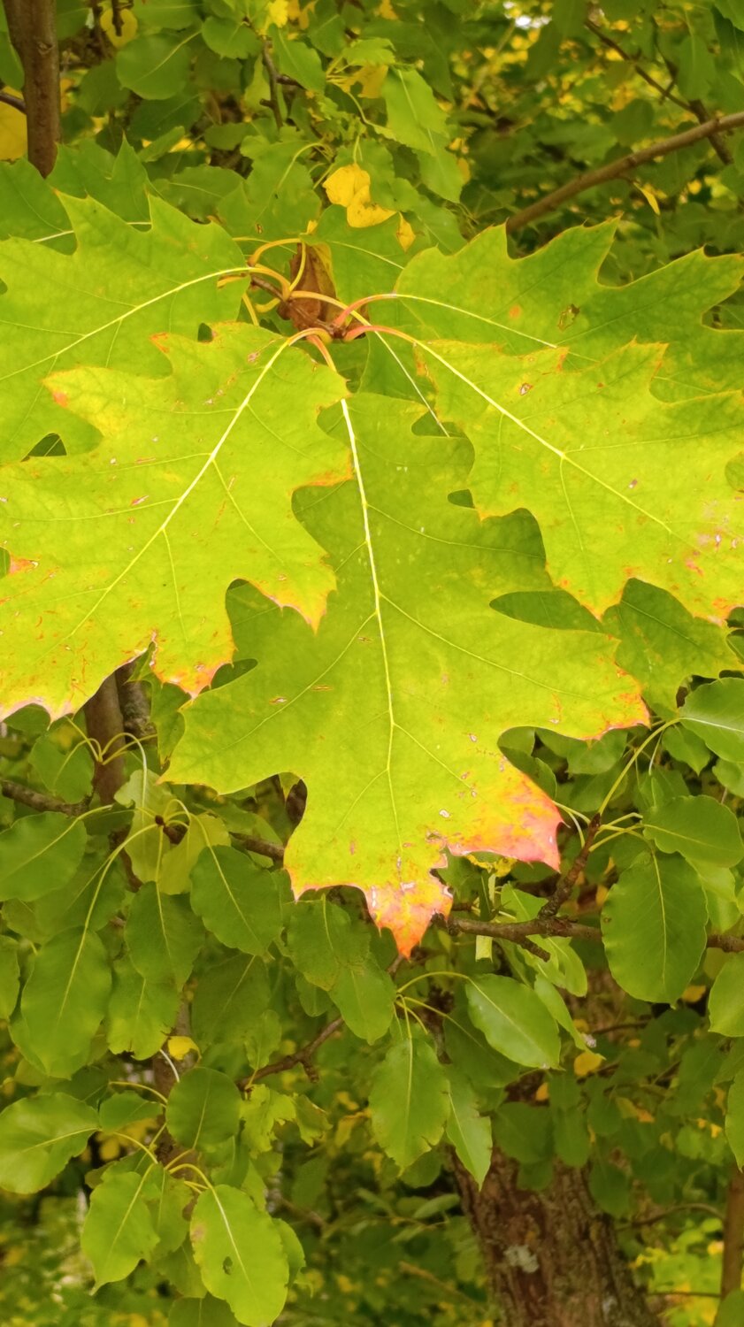 Photo #14130559