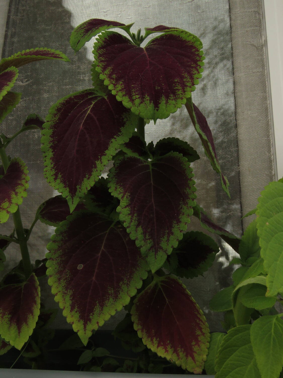 Photo #14130573