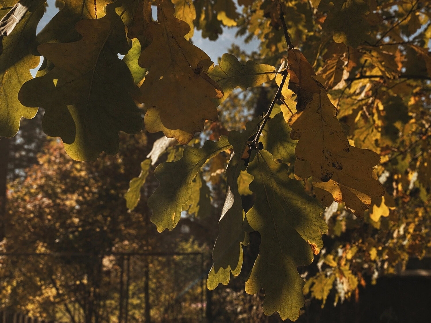 Photo #14130595