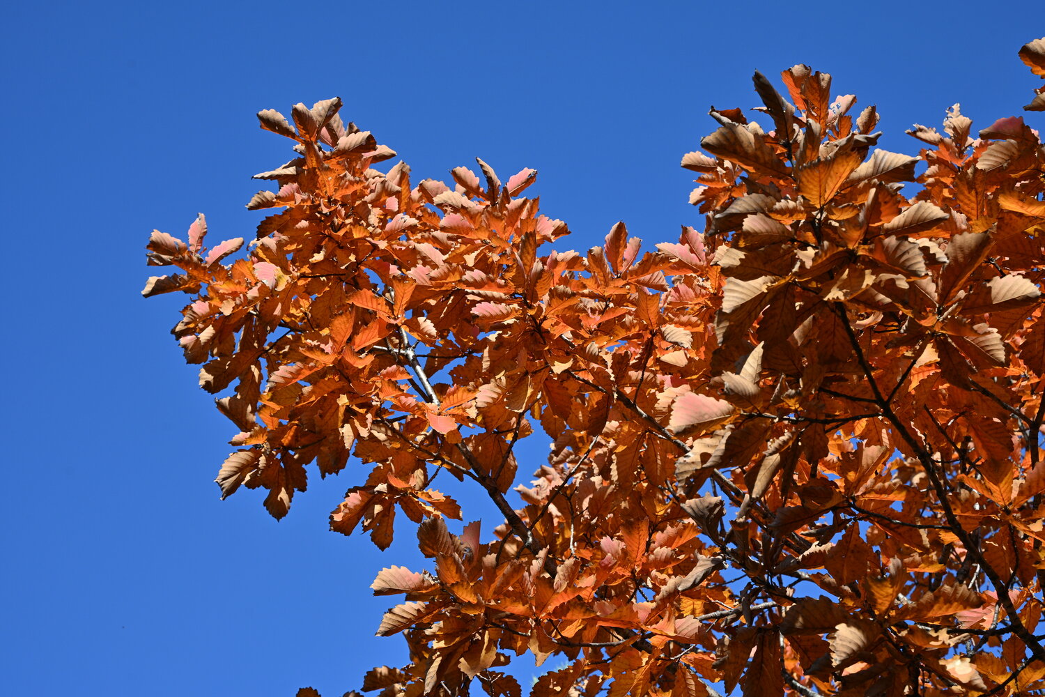 Photo #14130693