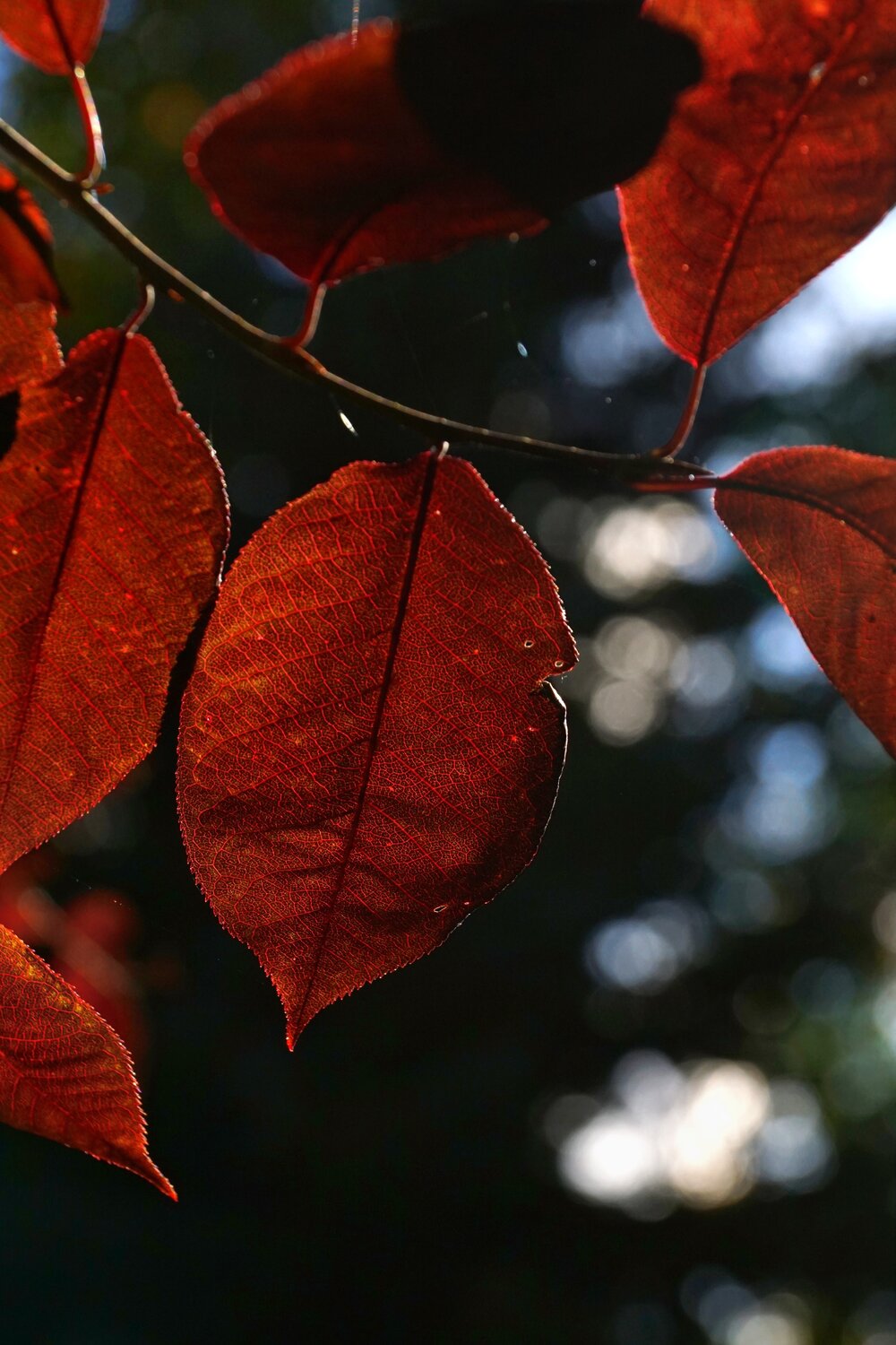 Photo #14130793