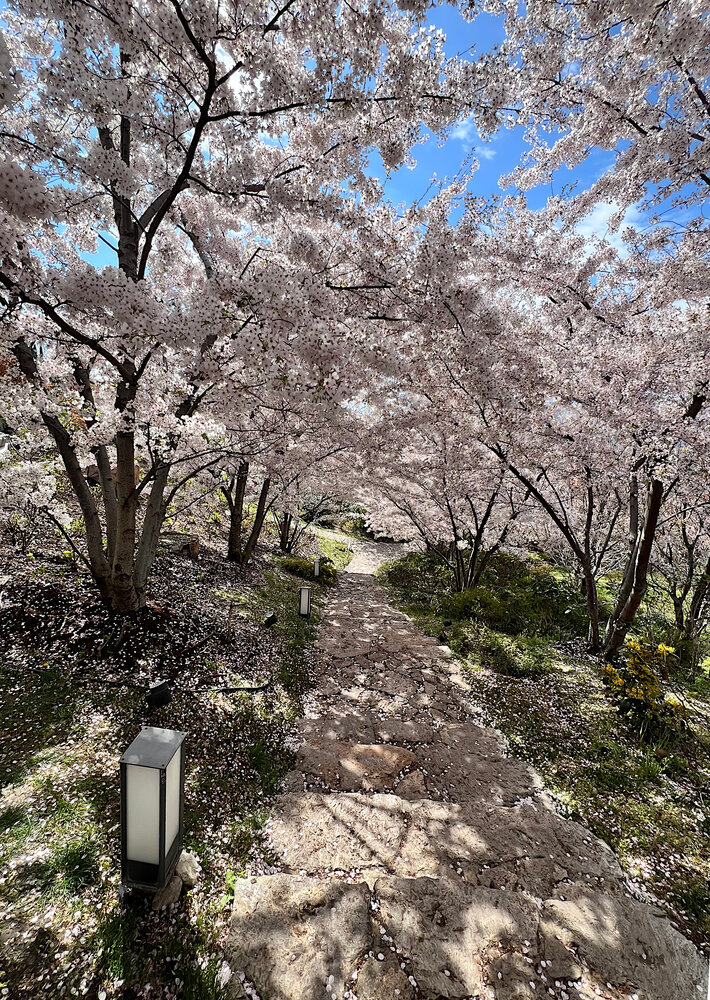 Аллея сакуры / The Sakura Alley