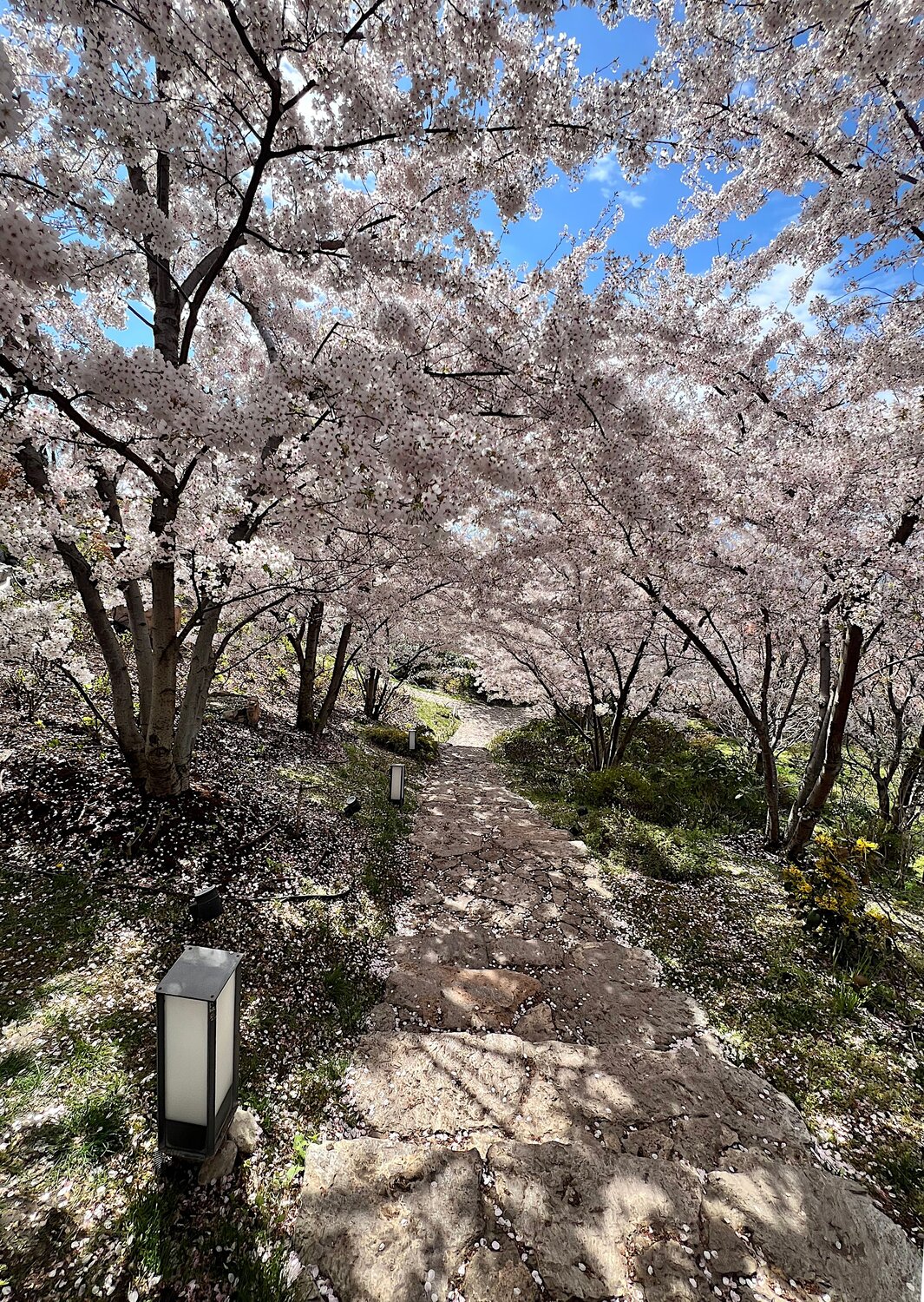 Аллея сакуры / The Sakura Alley