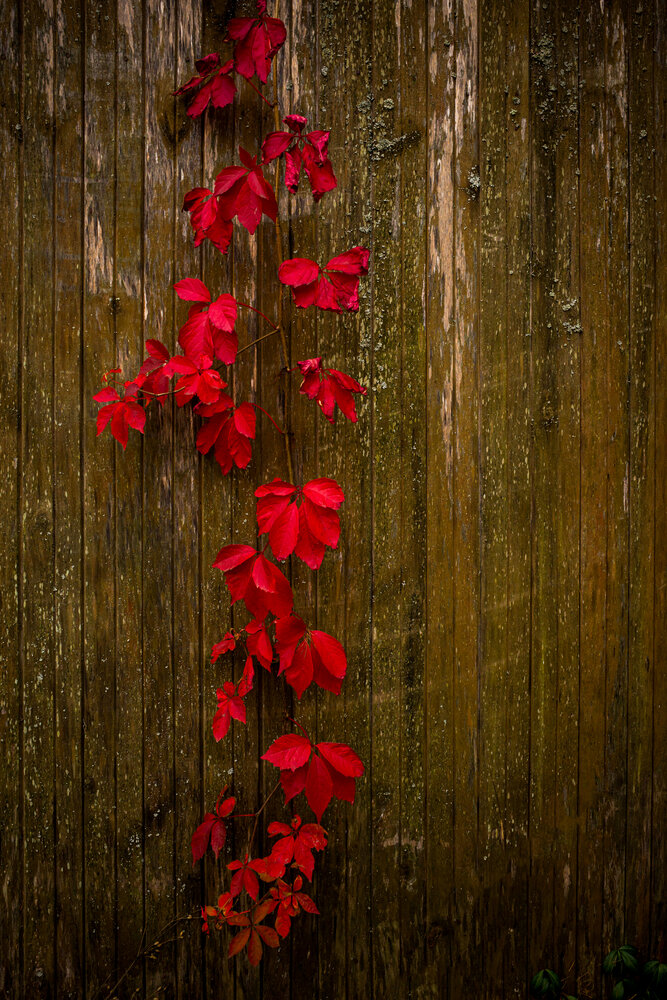 Photograph by Антон Огородов