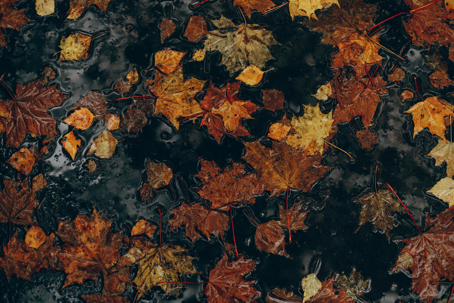 Photo #14131296