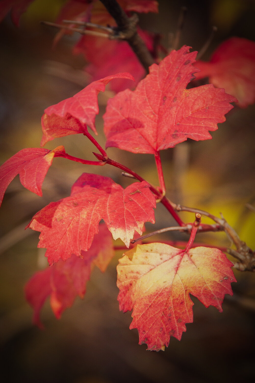 Photo #14131844